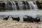 Flock of Black Vultures on river bank with waterfall background