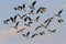 Flock of black and white northern lapwings