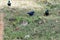 Flock of black winged lovebirds, Agapornis taranta, at a waterhole