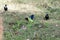 Flock of black winged lovebirds, Agapornis taranta, at a waterhole