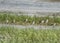 Flock of black winged stilt birds wading amongst river reeds