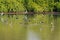 Flock of Black winged Stilt, Common stilt, Pied stilt wader bird