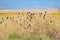 Flock of BlackBirds in the Bush