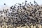 Flock of Blackbirds Flying