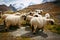 Flock of Blacknosed Swiss sheeps (Ovis aries), Swiss Alps, Switz