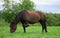 Flock of blood-sucking insects is flying near the horse. Bay mare is eating grass in the pasture