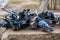 A flock of blue-gray pigeons eats grain on a stone pedestal in the city Park