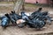 A flock of blue-gray pigeons eats grain on a stone pedestal in the city Park