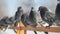 A flock of blue gray pigeons sitting on the fence and then flies away