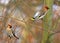 Flock of Bohemian Waxwings birds on tree branches during a winter period