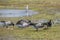 Flock of Brant Geese Feeding on Grass