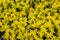 Flock of bright yellow biting stone crop Sedum Acre