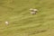 Flock of brillenschaf sheep in an italian mountain pasture