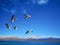 A flock of brown headed gulls flying on Bangong Lake