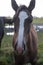 Flock of brown horses in the field. portrait of horse. horse and her foal.