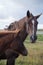 Flock of brown horses in the field. portrait of horse. horse and her foal.