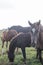 Flock of brown horses in the field. portrait of horse. horse and her foal.