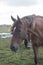 Flock of brown horses in the field. portrait of horse. horse and her foal.