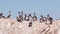 Flock of brown pelican on rock, blue sky, Point Lobos wildlife, California birds