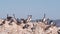 Flock of brown pelican on rock, blue sky, Point Lobos wildlife, California birds