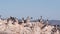 Flock of brown pelican on rock, blue sky, Point Lobos wildlife, California birds