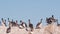 Flock of brown pelican on rock, blue sky, Point Lobos wildlife, California birds