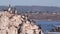 Flock of brown pelican on rock in ocean, Point Lobos wildlife, California birds.