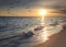 Flock of Brown Pelicans Fly Over Beach at Sunset