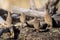 Flock of brown quails walking on a land covered by driftwood, wood branches