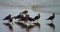 Flock of brown seagulls and a white seagull perched on a seashore