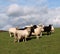 A Flock of Brown and White Sheep