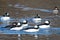 A Flock of Buffleheads