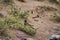 Flock of burrowing parrot, Cyanoliseus patagonus, also known as burrowing parakeet.