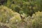 Flock of burrowing parrot, Cyanoliseus patagonus, also known as burrowing parakeet.