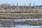 Flock of Canada Geese (Branta canadensis) at edge of wetland along hiking trail at Tiny Marsh