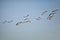 Flock of Canada geese Branta canadensis in flight against blue sky, a large wild goose species with a black head and neck, white