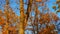 Flock of Canada Geese, Branta canadensis, flying over colorful oak trees on an autumn evening