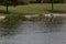 Flock of Canada Geese with an Egret and Turtles