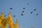 Flock of Canada Geese Flying Past a Golden Autumn Tree