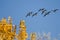 Flock of Canada Geese Flying Past a Golden Autumn Trees