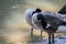 Flock of Canada geese preening in a park