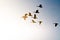 Flock of Canada Geese Silhouetted As They Fly into the Bright Sun