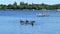 A flock of Canada geese swimming in a lake near a dock with boats at shore.