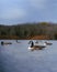 Flock of Canada geese swimming in the serene water