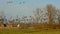 Flock of canada geese taking of on the flemish countryside