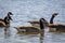 Flock Canadian Geese