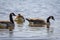 Flock Canadian Geese