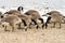 Flock of Canadian geese foraging on the shore of a lake with swans in the background