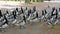 Flock Of Canadian Goose Walking In The Park