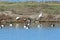 Flock of Canvasback Ducks